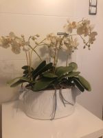 Orchideen Topf owall Altona - Hamburg Lurup Vorschau