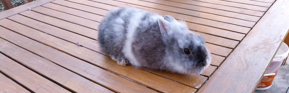 Zwergkaninchen Kaninchen  in liebevolle Hände abzugeben in Lengede