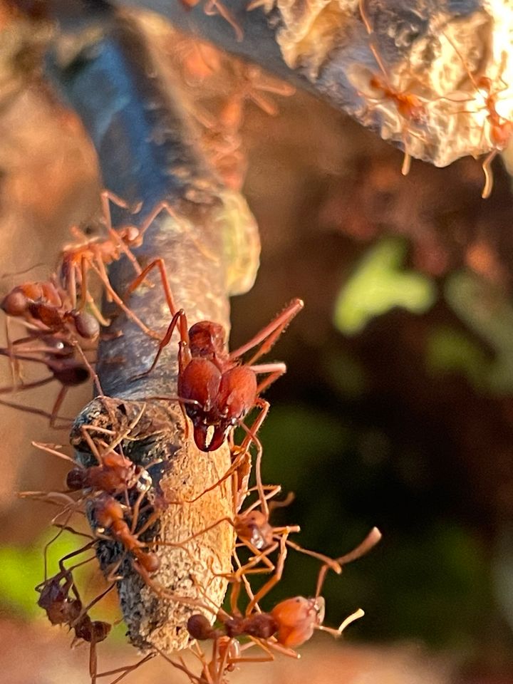 Atta Sexdens Blattschneide Ameisen in Pewsum