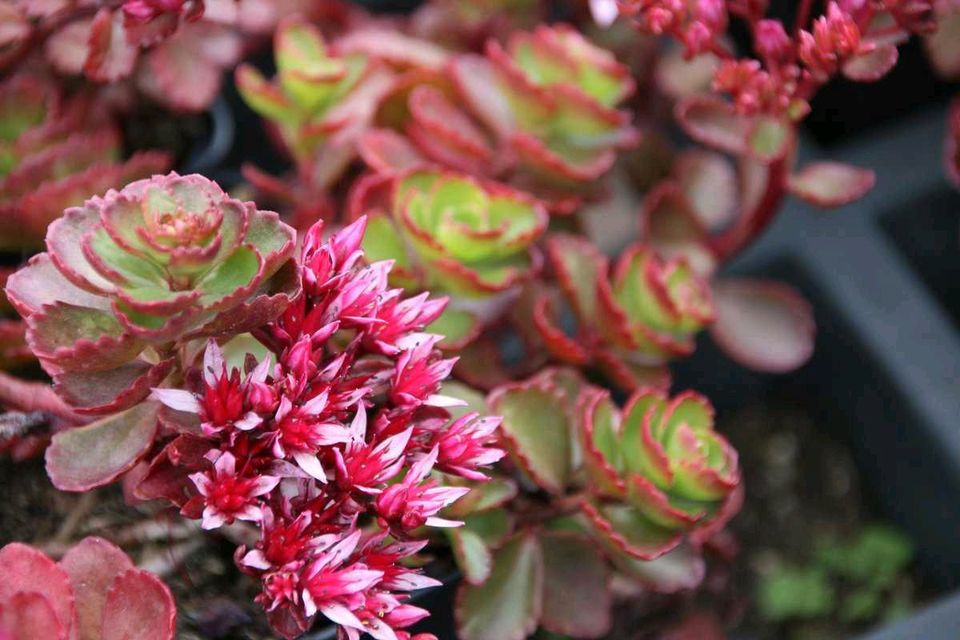 Sedum spurium 'Fuldaglut' Insektenfreundlich in Bad Oeynhausen