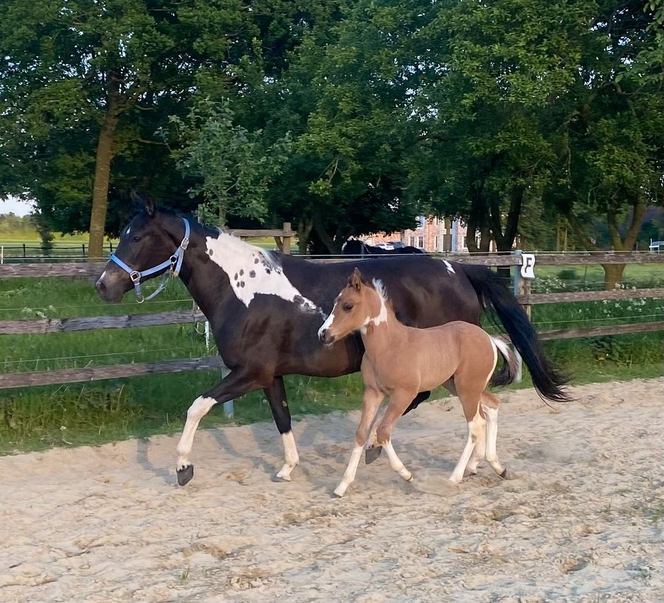 Paint Horse Hengstfohlen in Grullo Allround gezogen in Emstek