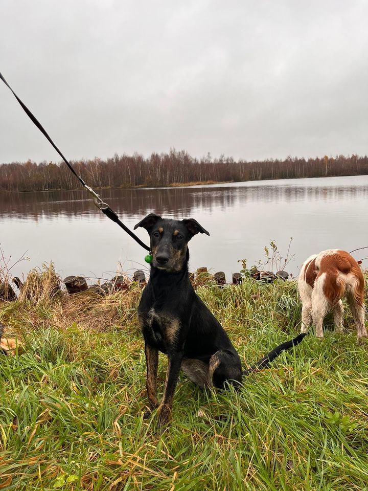 ❤️ Agatha - Windhundmixhündin, ca. 1 Jahr❤️ in Heide