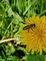 Bienenköniginnen Carnica Königinnen 2024 Bayern - Bamberg Vorschau