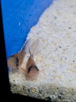 Corydoras Panda Longfin Nordrhein-Westfalen - Oberhausen Vorschau