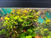 Guppy fische Baden-Württemberg - Friedrichshafen Vorschau