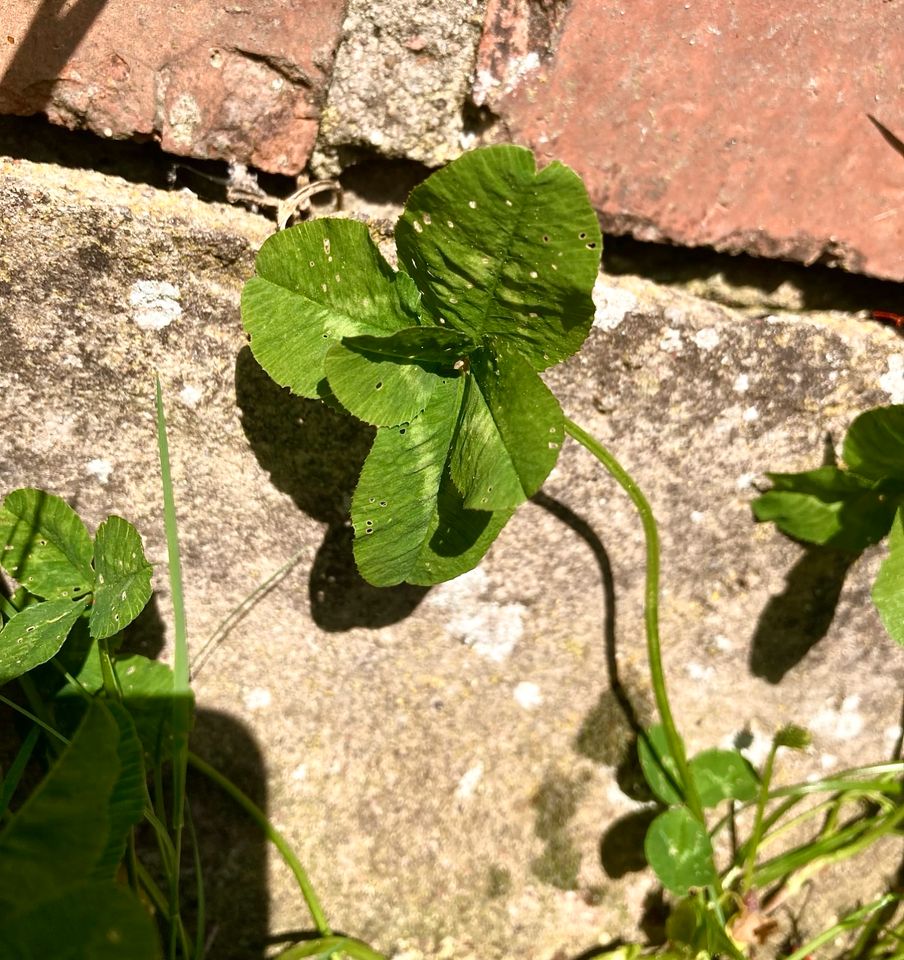 Verschenke Glück aus meinem Garten in Elmenhorst