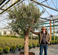 XXL Olivenbäume 'Oleander europaea' für 399€ - Direkt vom Gärtner! Niedersachsen - Bad Zwischenahn Vorschau