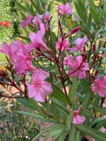 Oleander pink Niedersachsen - Neuenkirchen-Vörden Vorschau