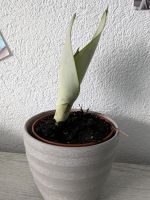 Bogenhanf Sansevieria 'Moonshine' Steckling Baden-Württemberg - Satteldorf Vorschau