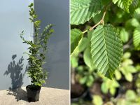 Hainbuche / Weißbuche / Buche (Carpinus betulus) | Bayernhecke" Baden-Württemberg - Ingoldingen Vorschau