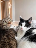 Katzenpärchen Mia&Milo suchen ein Zuhause Brandenburg - Erkner Vorschau
