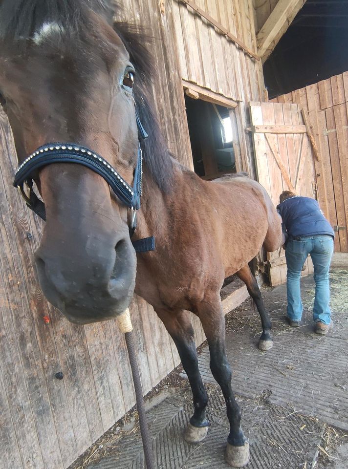 Pflegebeteiligung, Spaziergänge mit Pferden in Ronsberg