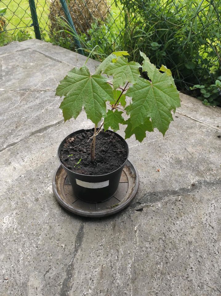 Ahorn Baum  im Topf in Geisenfeld