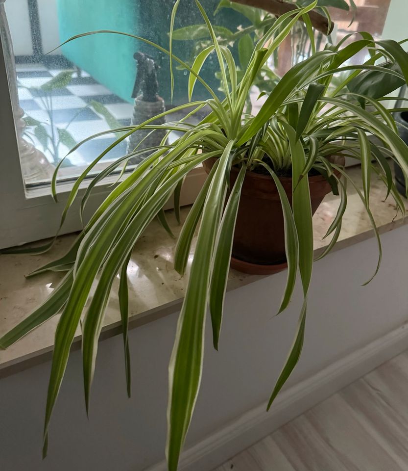 Zimmerpflanze mit Topf aus Keramik in Nürnberg (Mittelfr)