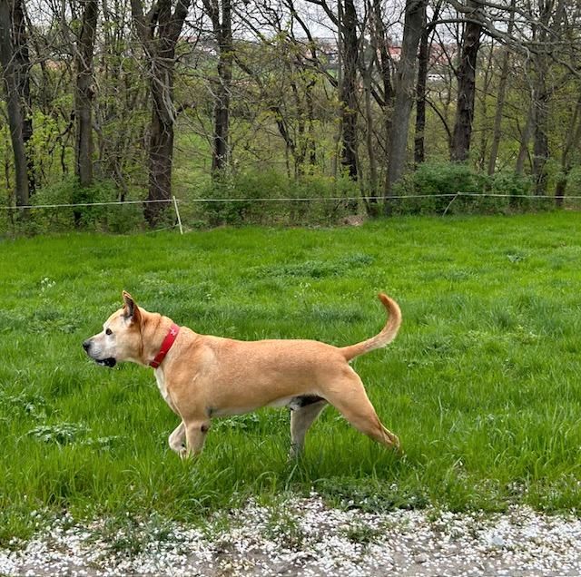 GUADIARO Labrador Boxer Mischling Tierschutz Hund Rüde in Bannewitz