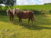 Schwarzwälder Kaltblut Niedersachsen - Bockenem Vorschau