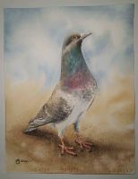 Aquarell Taube Vogel Original Bild Gemälde Saarbrücken-West - Burbach Vorschau