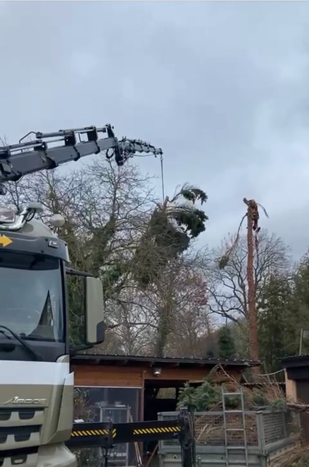 Baumfällungen/Baumpflege/Rodungen/Fällgreifer/Baum/Fichte/Tanne in Regenstauf