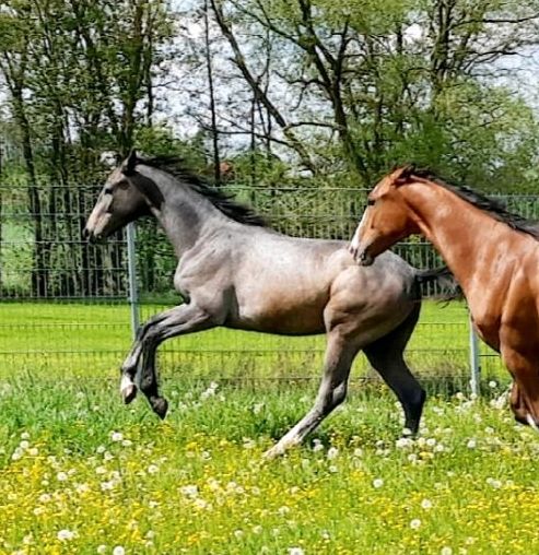 Hengst Jährling Deutsches Sportpferd Schimmel in Markranstädt