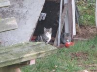 wir suchen Katzenfutter für unsere Findelkinder im Tausch Niedersachsen - Bramsche Vorschau