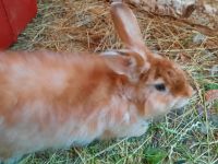 Satin Angora Kaninchen Zuchthäsinnen wegen Bestandsverkleinerung Brandenburg - Putlitz Vorschau