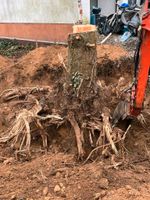 Stubben fräsen - Hecke schneiden - Bäume fällen - wir helfen! Hessen - Darmstadt Vorschau