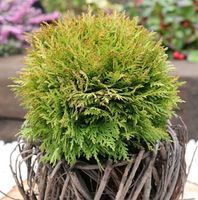 Kugel Lebensbaum Mirjam® 20-25cm - Thuja occidentalis Niedersachsen - Bad Zwischenahn Vorschau