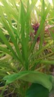 Vallisneria Aquariumpflanze Wasserschraube Sumpfschraube Niedersachsen - Bremervörde Vorschau