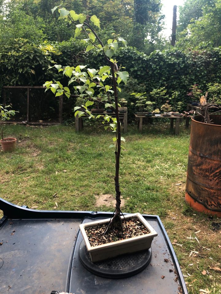 Bonsai Sandbirke Windgepeitscht in Solingen