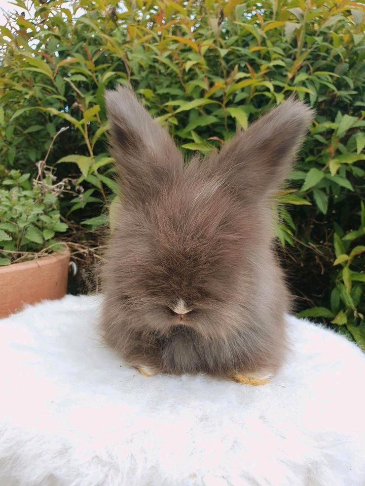 Englische Angorakaninchen  Hase Minilop Löwenköpf Teddy in Neustadt