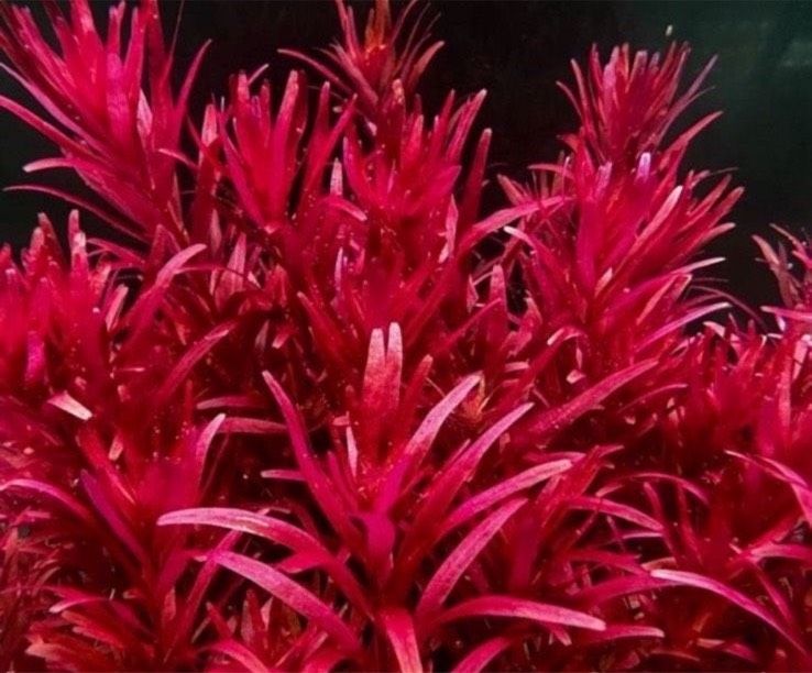 Rotala Blood Red Singapore in Duisburg