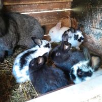 Kaninchen acht Woche Sachsen-Anhalt - Kamern Vorschau