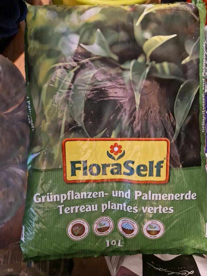 Grünpflanzen und Palmenerde in Trier