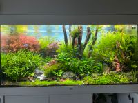 Verkaufe verschieden Aquarium Pflanzen. Dortmund - Hörde Vorschau