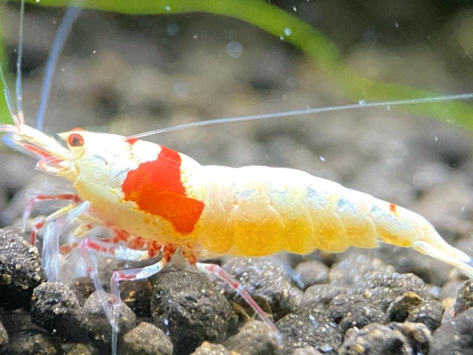 Caridina Logemanni & Red Bee PRL Garnelen in Bottrop