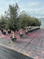 Schöner Olivenbaum 70L XL/Olea europaea/winterhart/200-270cm hoch Hessen - Rodenbach Vorschau