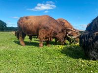 Bio Rindfleisch Niedersachsen - Westerholt Vorschau