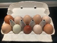 Bunte Eier von glücklichen Hühnern Kreis Ostholstein - Schönwalde Vorschau