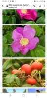 ‼️ Kartoffelrose Apfelrose ❤ Rosa rugosa Sachsen - Pulsnitz Vorschau