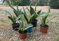 Pflanzen Bogenhanf Sansevieria Trifasciata Niedersachsen - Verden Vorschau