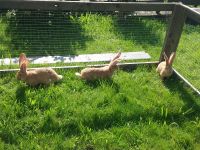 Kaninchen Deutsche Riesen gelb Rheinland-Pfalz - Mudenbach Vorschau