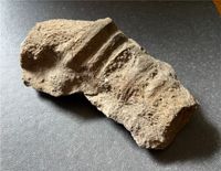 Fossil (versteinert) Eimsbüttel - Hamburg Eimsbüttel (Stadtteil) Vorschau