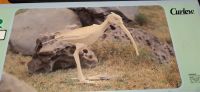 Curlew - Holzpuzzel - B415 - Großer  Bachvogel aus Holz Nordrhein-Westfalen - Dülmen Vorschau