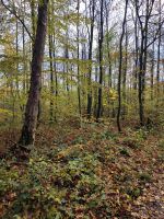 Schönes Waldgrundstück Rheinland-Pfalz - Bad Kreuznach Vorschau