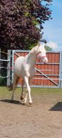 Ein reales Einhorn! Reitpony Hengst mit dem gewissen Etwas Nordrhein-Westfalen - Porta Westfalica Vorschau