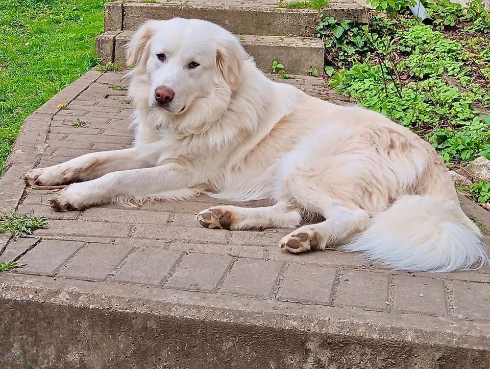 Rüde, 16 Monate, 73 cm - verkuschelt, ruhig & erzogen in Albstadt