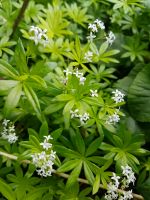 Echter Waldmeister, Kräuter, Bio, Beet Pflanze, Bodendecker Niedersachsen - Uelzen Vorschau