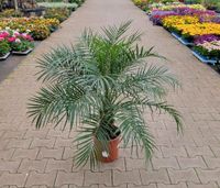 Phoenix Palme 'roebelenii' für 49,50€ - Direkt vom Gärtner! Niedersachsen - Bad Zwischenahn Vorschau