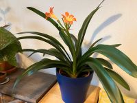 Clivia, große Zimmerpflanze Findorff - Findorff-Bürgerweide Vorschau