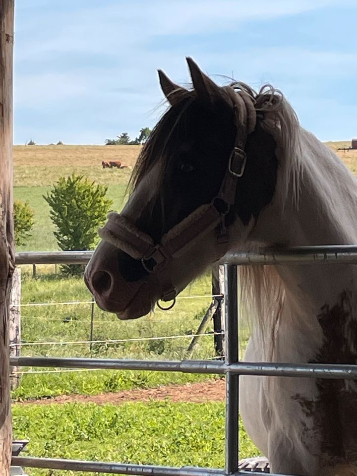 Pony Relaxing in Mechernich